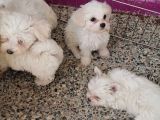 Anne Altından Maltese Terrier Yavrularımız