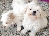 Anne Altından Maltese Terrier Yavrularımız