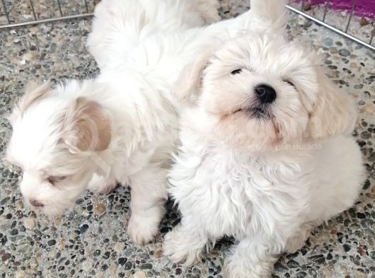 Anne Altından Maltese Terrier Yavrularımız görsel