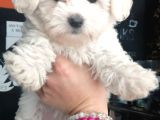 Anne Altından Maltese Terrier Yavrularımız