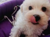 Anne Altından Maltese Terrier Yavrularımız