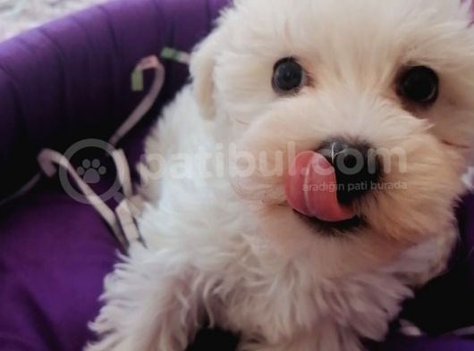 Anne Altından Maltese Terrier Yavrularımız görsel