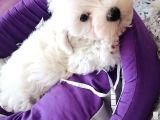 Anne Altından Maltese Terrier Yavrularımız