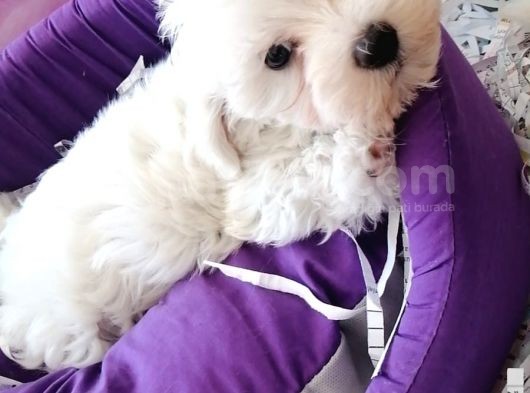 Anne Altından Maltese Terrier Yavrularımız görsel