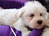 Anne Altından Maltese Terrier Yavrularımız