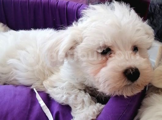 Anne Altından Maltese Terrier Yavrularımız görsel