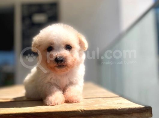 0 Numara A Kalite Maltipoo Yavrular görsel