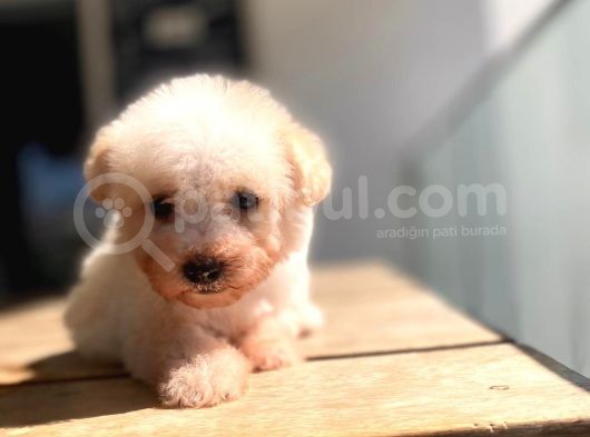 0 Numara A Kalite Maltipoo Yavrular görsel