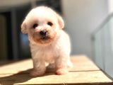 0 Numara A Kalite Maltipoo Yavrular