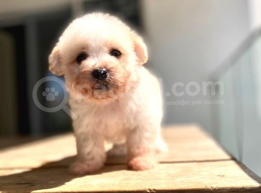 0 Numara A Kalite Maltipoo Yavrular görsel