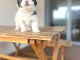 Morkie Bebekler