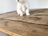 Morkie Bebekler