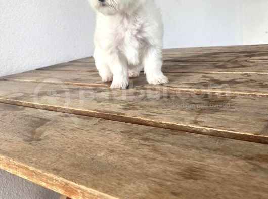 Morkie Bebekler görsel