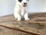Morkie Bebekler