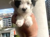 Morkie Bebekler