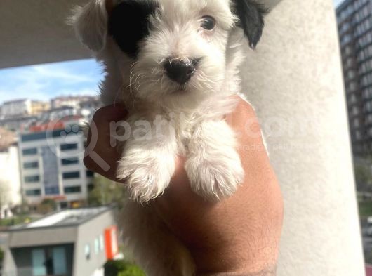 Morkie Bebekler