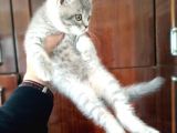 British Shorthair Yavruları