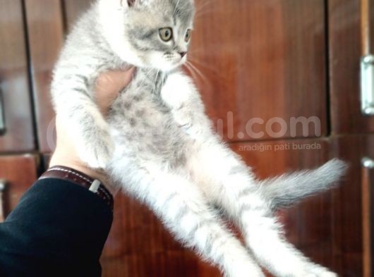 British Shorthair Yavruları görsel
