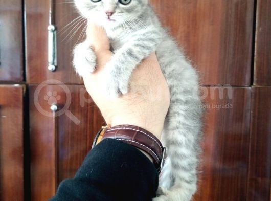 Scottish Fold Yavrular görsel