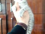 Scottish Fold Yavrular