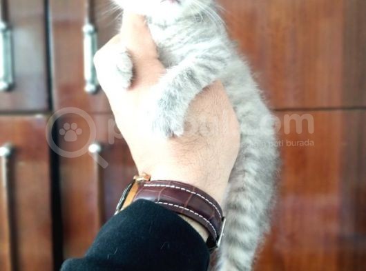 Scottish Fold Yavrular görsel