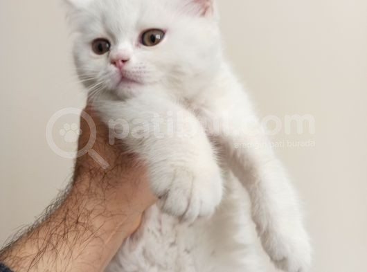 2 Aylık Dişi A Kalite görsel