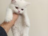 2 Aylık Dişi A Kalite