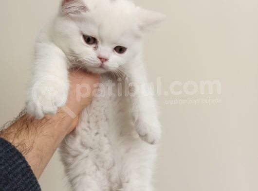 2 Aylık Dişi A Kalite görsel