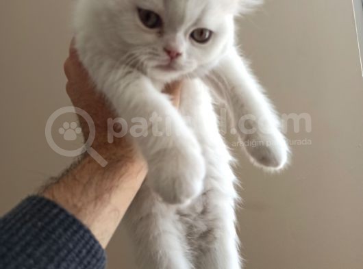 2 Aylık Dişi A Kalite görsel