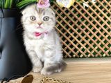 Süper Kalite Lilac Tabby Scottish Fold Yavrumuz Bizar