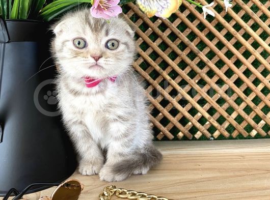 Süper Kalite Lilac Tabby Scottish Fold Yavrumuz Bizar