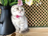 Süper Kalite Lilac Tabby Scottish Fold Yavrumuz Bizar