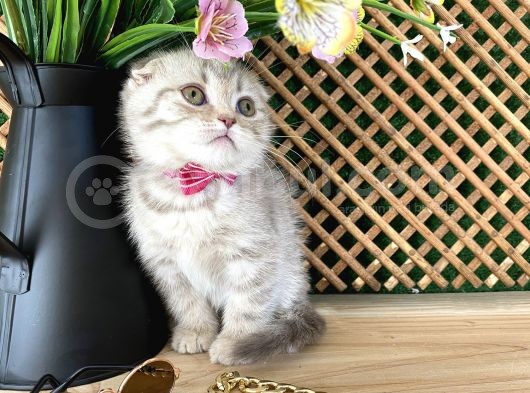 Süper Kalite Lilac Tabby Scottish Fold Yavrumuz Bizar görsel