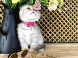 Süper Kalite Lilac Tabby Scottish Fold Yavrumuz Bizar
