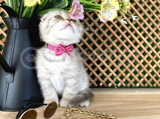 Süper Kalite Lilac Tabby Scottish Fold Yavrumuz Bizar görsel
