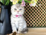 Süper Kalite Lilac Tabby Scottish Fold Yavrumuz Bizar
