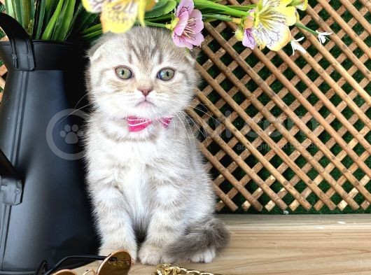 Süper Kalite Lilac Tabby Scottish Fold Yavrumuz Bizar görsel