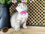 Süper Kalite Lilac Tabby Scottish Fold Yavrumuz Bizar