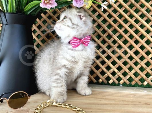 Süper Kalite Lilac Tabby Scottish Fold Yavrumuz Bizar görsel