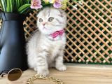 Süper Kalite Lilac Tabby Scottish Fold Yavrumuz Bizar