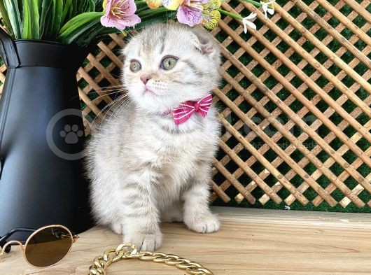Süper Kalite Lilac Tabby Scottish Fold Yavrumuz Bizar görsel