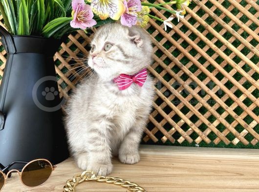 Süper Kalite Lilac Tabby Scottish Fold Yavrumuz Bizar görsel