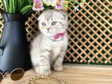 Süper Kalite Lilac Tabby Scottish Fold Yavrumuz Bizar