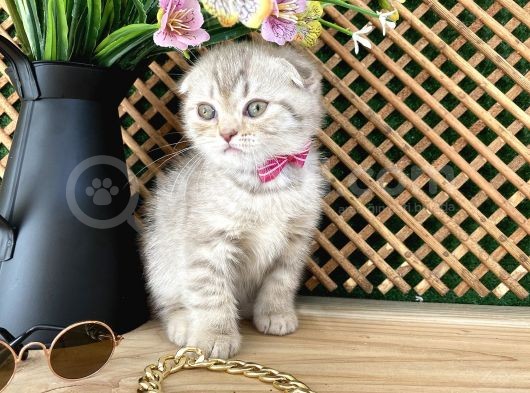 Süper Kalite Lilac Tabby Scottish Fold Yavrumuz Bizar görsel
