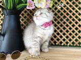 Süper Kalite Lilac Tabby Scottish Fold Yavrumuz Bizar