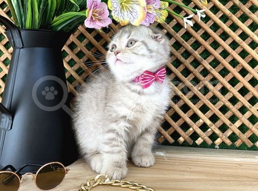 Süper Kalite Lilac Tabby Scottish Fold Yavrumuz Bizar görsel