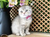 Süper Kalite Lilac Tabby Scottish Fold Yavrumuz Bizar