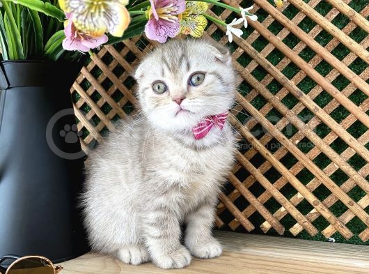 Süper Kalite Lilac Tabby Scottish Fold Yavrumuz Bizar görsel