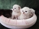 50 Gunluk British Shorthair Yavru Tam Eği̇tmeli̇k