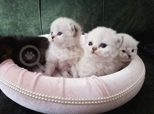 50 Gunluk British Shorthair Yavru Tam Eği̇tmeli̇k görsel